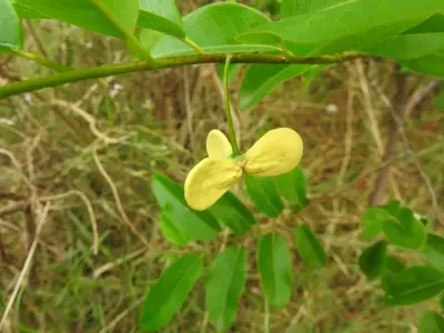 Annona emarginata (Schltdl.) H.Rainer