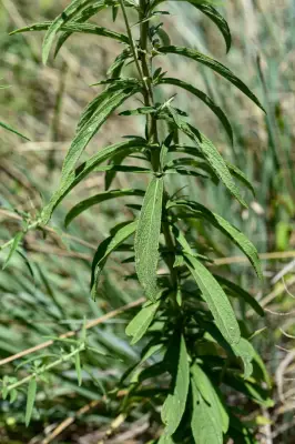 Chrysolaena platensis (Spreng.) H.Rob.