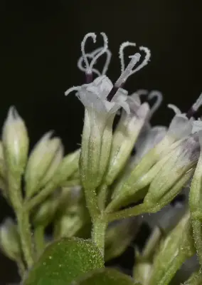 Mikania micrantha Kunth
