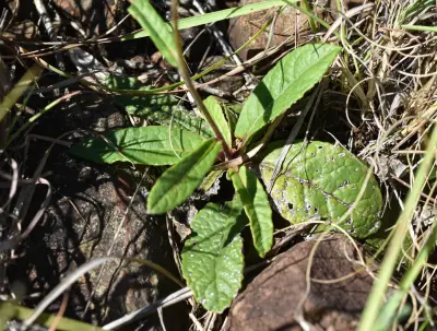 Lessingianthus sellowii (Less.) H.Rob.