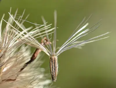 Lessingianthus sellowii (Less.) H.Rob.