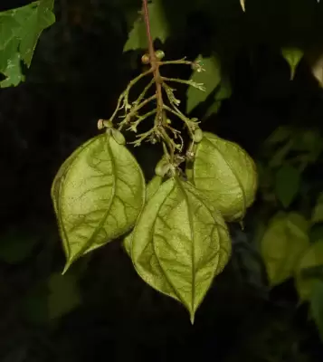 Cardiospermum grandiflorum Sw.