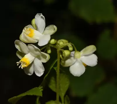 Cardiospermum grandiflorum Sw.