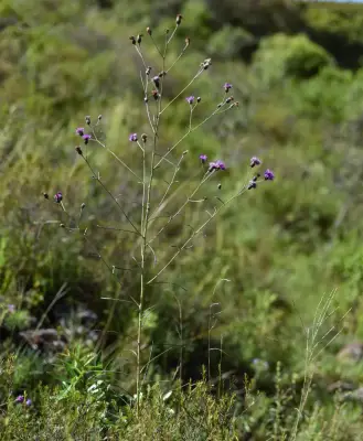 Vernonanthura pseudolinearifolia (Hieron.) A.J.Vega & Dematt.