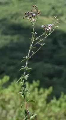 Chromolaena verbenacea (DC.) R.M.King & H.Rob.