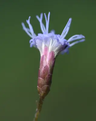 Chromolaena verbenacea (DC.) R.M.King & H.Rob.
