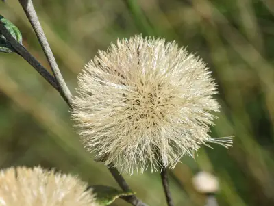 Lessingianthus macrocephalus (Less.) H.Rob.