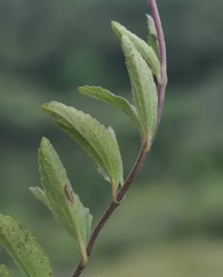 Chromolaena elliptica (Hook. & Arn.) R.M.King & H.Rob.