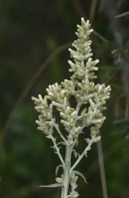 Pterocaulon balansae Chodat