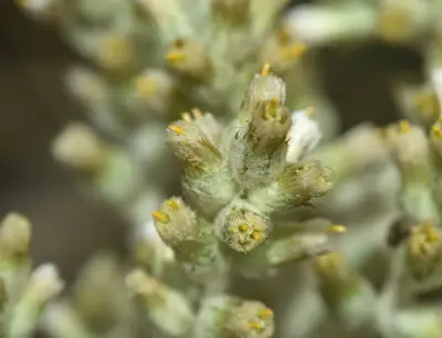 Pterocaulon balansae Chodat
