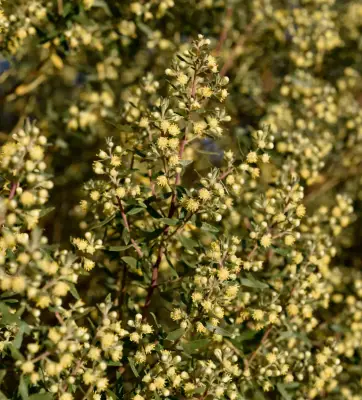 Baccharis dracunculifolia DC.