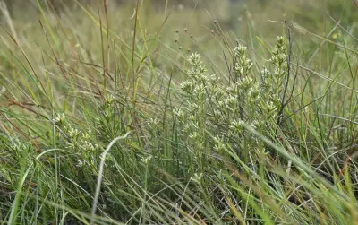 Baccharis linearifolia (Lam.) Pers.