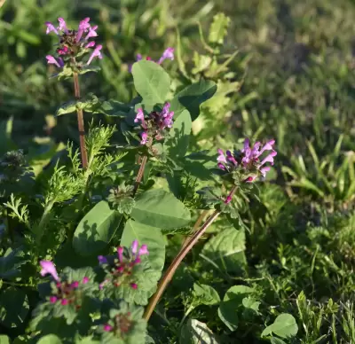 Lamium amplexicaule L.