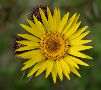 Grindelia scorzonerifolia Hook. & Arn.