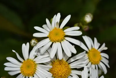 Senecio tacuaremboensis Arechav.