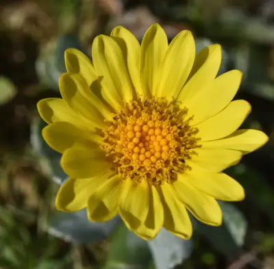 Senecio crassiflorus (Poir.) DC.