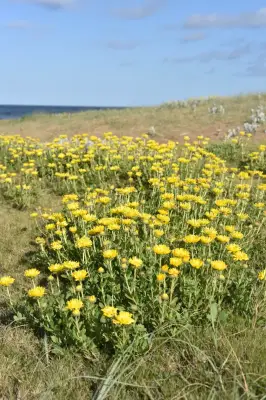 Grindelia orientalis Adr.Bartoli, Tortosa & G.H.Rua