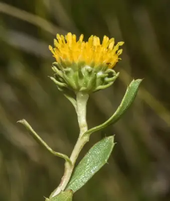 Grindelia pulchella var. discoidea (Hook. & Arn.) Adr.Bartoli & Tortosa
