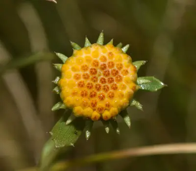 Grindelia pulchella var. discoidea (Hook. & Arn.) Adr.Bartoli & Tortosa