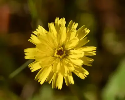 Hedypnois rhagadioloides (L.) F.W.Schmidt
