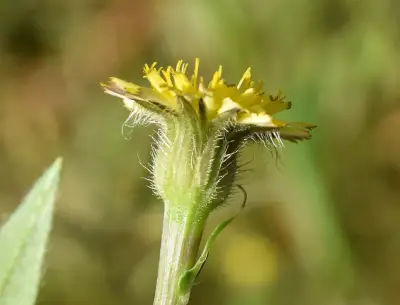 Hedypnois rhagadioloides (L.) F.W.Schmidt