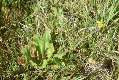 Hedypnois rhagadioloides (L.) F.W.Schmidt