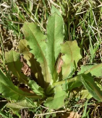 Hedypnois rhagadioloides (L.) F.W.Schmidt