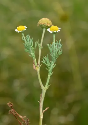 Cotula nigellifolia (DC.) K.Bremer & Humphries