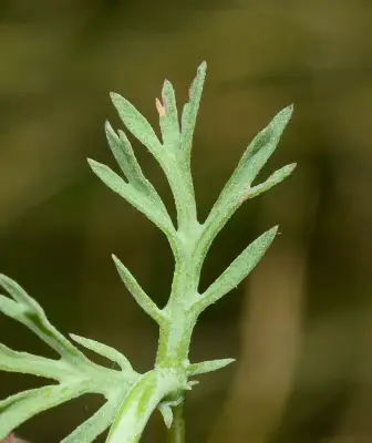 Cotula nigellifolia (DC.) K.Bremer & Humphries