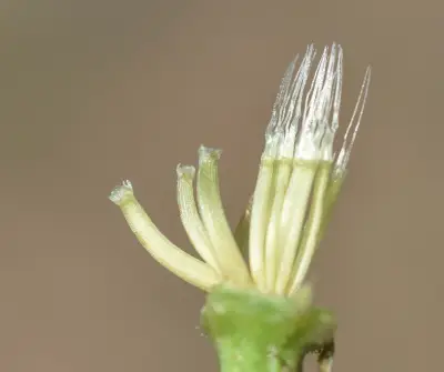 Hedypnois rhagadioloides (L.) F.W.Schmidt