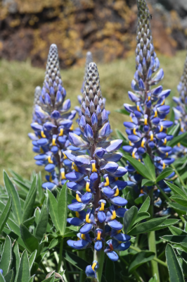 Lupinus multiflorus Desr.
