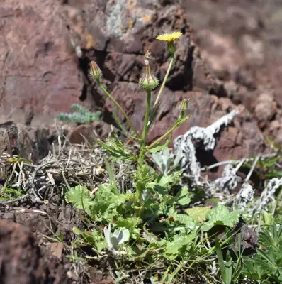 Urospermum picroides (L.) Scop. ex F.W.Schmidt