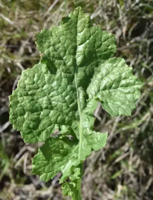 Urospermum picroides (L.) Scop. ex F.W.Schmidt