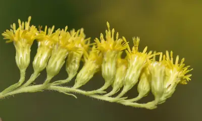 Solidago chilensis Meyen