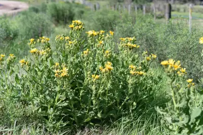 Senecio selloi DC.