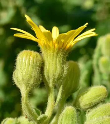Senecio selloi DC.