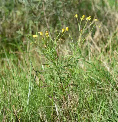 Senecio madagascariensis Poir.