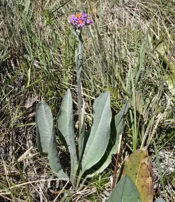 Senecio icoglossus DC.
