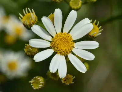 Senecio bonariensis Hook. & Arn.