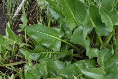 Senecio bonariensis Hook. & Arn.