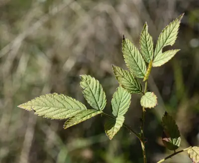 Rubus rosifolius var. coronarius Sims