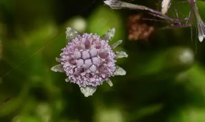 Erechtites valerianifolius (Link ex Spreng.) DC.