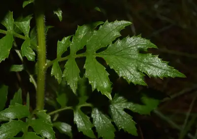 Erechtites valerianifolius (Link ex Spreng.) DC.