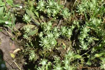 Micropsis dasycarpa (Griseb.) Beauverd
