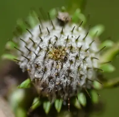 Soliva macrocephala Cabrera