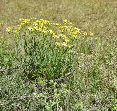 Senecio saltensis Hook. & Arn.