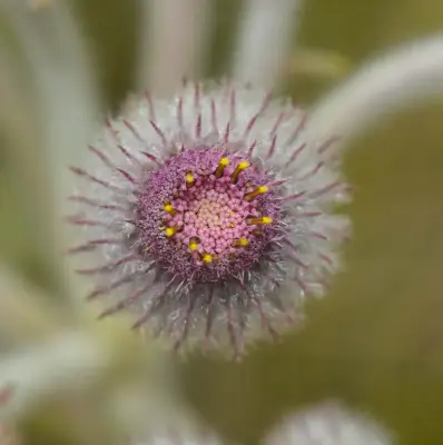 Stenachaenium megapotamicum (Spreng.) Baker