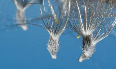 Senecio cisplatinus Cabrera