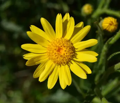 Senecio cisplatinus Cabrera