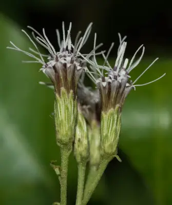 Malmeanthus subintegerrimus (Malme) R.M.King & H.Rob.